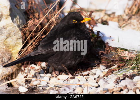 Merle noir (Turdus merula) mâle en hiver - bavière/Allemagne Banque D'Images