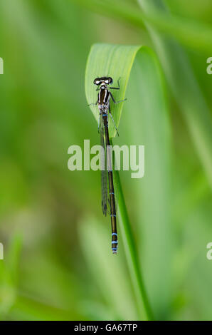 Demoiselle d'Azur [Coenagrion puella] femme Norfolk UK Juin Banque D'Images