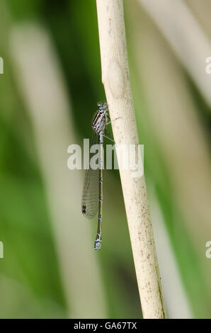 Demoiselle d'Azur [Coenagrion puella] femme Norfolk UK Juin Banque D'Images