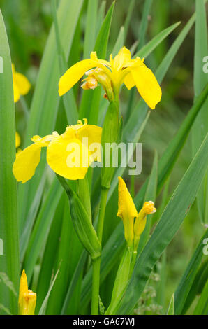 Drapeau jaune [Iris pseudacorus Iris] Norfolk Broads, UK. Juin Banque D'Images