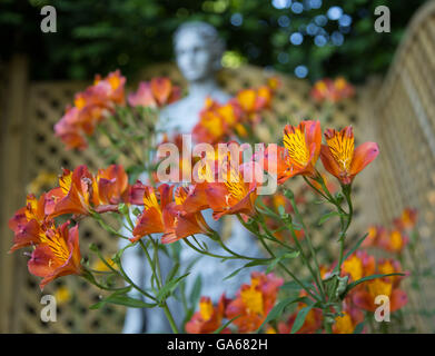 L'Alstroemeria, communément appelé le lis péruviens ou lis des Incas, est un genre de plantes à fleurs famille Alstroemeriaceae. Banque D'Images