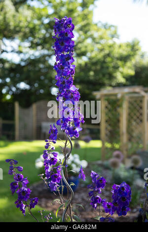 Black Knight (Delphinium pacific giant hybride) en pleine floraison dans un jardin DEvon Banque D'Images