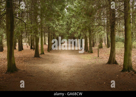 Route de terre laissant au paysage de forêts de conifères Banque D'Images