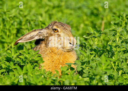 Lièvre brun (Lepus europaeus) assis dans le trèfle, Burgenland, Autriche, Europe Banque D'Images