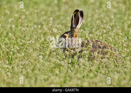 Lièvre brun (Lepus europaeus) assis dans un pré, Burgenland, Autriche, Europe Banque D'Images