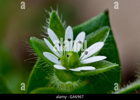 Une plus grande, plus de mouron des oiseaux (stellaire Stellaria neglecta) Banque D'Images