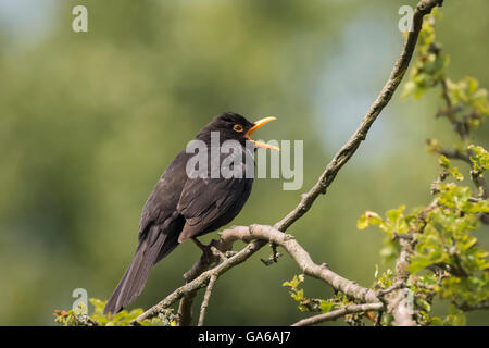 Un mâles de la Blackbird (Turdus merula) chanter dans un arbre avec une bonne journée ensoleillée dans la saison du printemps. Banque D'Images