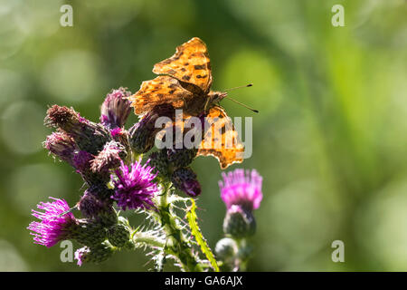 Comma butterfly (Polygonia c-album) se nourrissant de chardon pourpre fleur sur une journée ensoleillée Banque D'Images