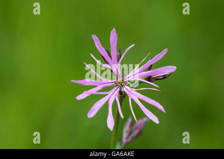 Ragged-Robin fleurs, Lychnis flos-cuculi, dans un pré en fleurs avec des couleurs vives et la lumière solaire naturelle. Banque D'Images