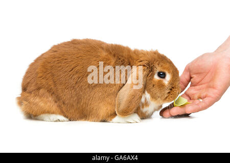 Beau lapin domestique Banque D'Images