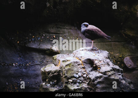 Un oiseau pacifique comblé d'une tache de soleil magnifique, tout en étant assis sur une formation rocheuse et la cache bec. Banque D'Images