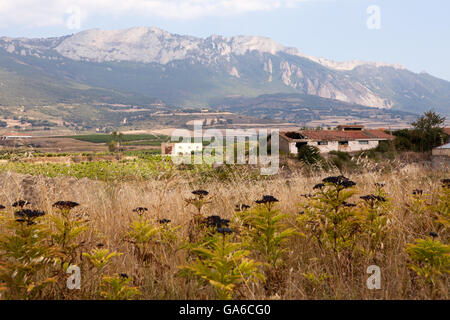 Alavesa campagne dans la région viticole de La Rioja avec les Cantabriam en toile de fond. Banque D'Images