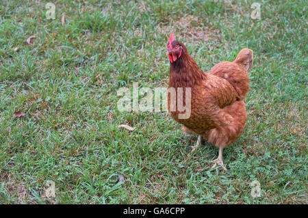 Rhode Island Red chicken debout dans l'herbe de cour looking at camera Banque D'Images