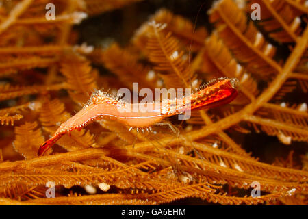 Donald Duck, crevette Leander plumosus, vivant dans un hydroïde. Tulamben, Bali, Indonésie. La mer de Bali, de l'Océan Indien Banque D'Images