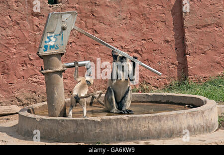 L'image d'animaux singe Semnopithèque Entelle ( ) a été prise de Sawai Madhopur Inde Banque D'Images