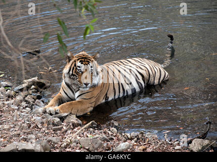 L'image de Tiger ( Panthera tigris ) T57 a été prise à Ranthambore, Inde Banque D'Images