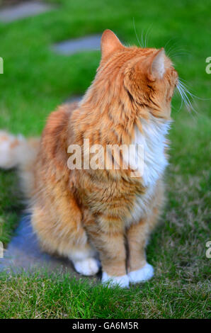 Le gingembre cat assis sur l'herbe dans un jardin Banque D'Images