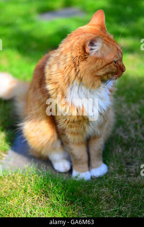 Le gingembre cat assis sur l'herbe dans un jardin Banque D'Images