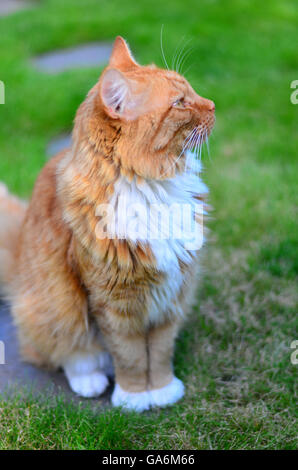 Le gingembre cat assis sur l'herbe dans un jardin Banque D'Images