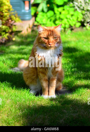 Le gingembre cat assis sur l'herbe dans un jardin Banque D'Images