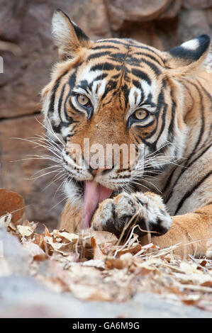 L'image de Tiger ( Panthera tigris ) T39, Noor a été prise à Ranthambore, Inde Banque D'Images