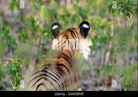 L'image de Tiger ( Panthera tigris ) T84, le sagittaire a été prise à Ranthambore, Inde Banque D'Images