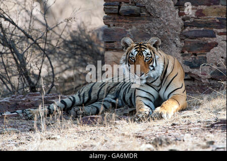 L'image de Tiger ( Panthera tigris ) T84, le sagittaire a été prise à Ranthambore, Inde Banque D'Images