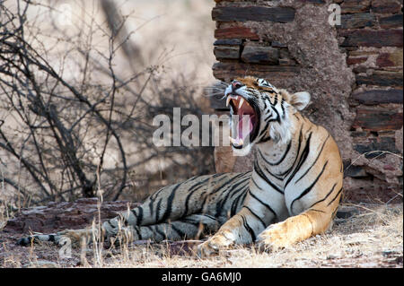 L'image de Tiger ( Panthera tigris ) T84, le sagittaire a été prise à Ranthambore, Inde Banque D'Images