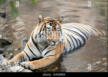 L'image de Tiger ( Panthera tigris ) T57 a été prise à Ranthambore, Inde Banque D'Images