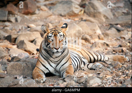 L'image de Tiger ( Panthera tigris ) T39, Noor a été prise à Ranthambore, Inde Banque D'Images