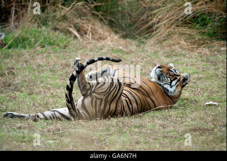 L'image de Tiger ( Panthera tigris ) T85 ou Pacman a été prise à Ranthambore, Inde Banque D'Images