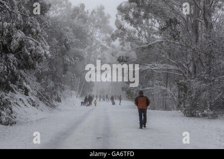 Mont Donna Buang, Victoria, Australie - 25 juin 2016 : personnes à pied et l'tobogganning route couverte de neige sur le mont Donna B Banque D'Images