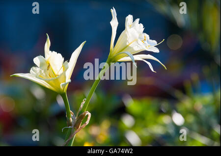 Lys blancs ensoleillée avec éclat le rétroéclairage d'un coucher de soleil dans un jardin coloré à Atlanta, Géorgie, USA. Banque D'Images
