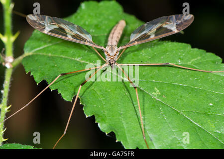 Tipula maxima cranefly. La plus grande grue volée dans la famille Tipulidae, montrant les ailes à motifs fortement Banque D'Images