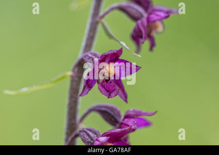 Braunroter Stendelwurz Epipactis atrorubens () Banque D'Images