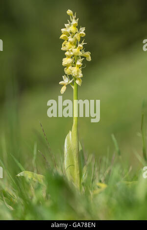 Fleur pâle Orchid (Orchis pallens) Banque D'Images