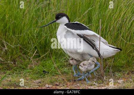 Avocette élégante (Recurvirostra avosetta) Banque D'Images