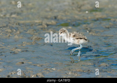 Avocette élégante (Recurvirostra avosetta) Banque D'Images