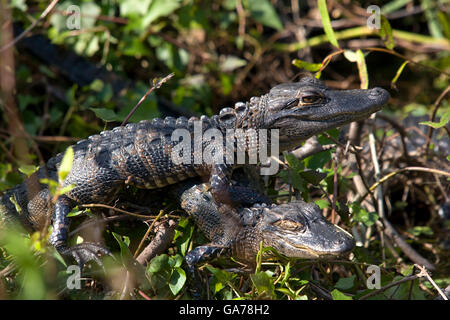 Alligator mississipiensis, Alligator Banque D'Images