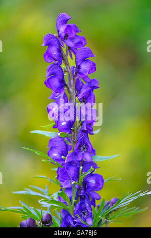 Blauer Eisenhut (Aconitum napellus) Aconit Banque D'Images