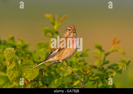 Bluthaenfling, Acanthis cannabina Linnet, Banque D'Images