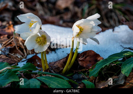 Schneerose, Christrose (Helleborus niger) rose de Noël Banque D'Images