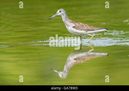 Gruenschenkel (Tringa nebularia) Bergeronnette des ruisseaux Banque D'Images