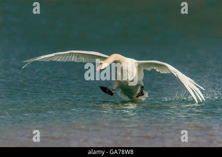 Hoeckerschwan (Cygnus olor) Cygne Muet Banque D'Images