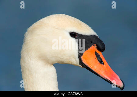 Hoeckerschwan (Cygnus olor) Cygne Muet Banque D'Images