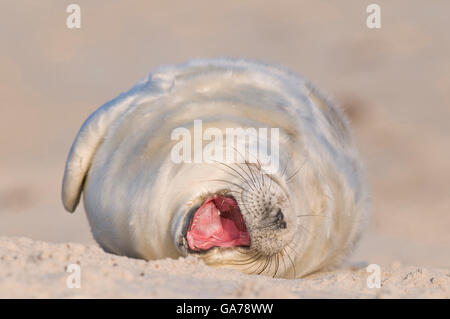 Kegelrobbe, Phoque gris Halichoerus grypus, Banque D'Images