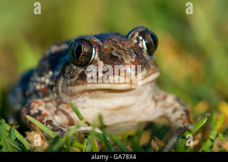 Knoblauchkroete (Pelobates fuscus) Crapaud commun Banque D'Images