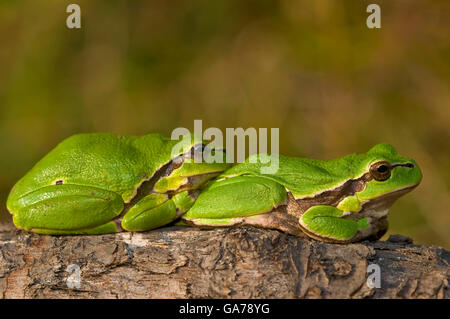 Laubfrosch europ. (Hyla arborea) Rainette commune Banque D'Images