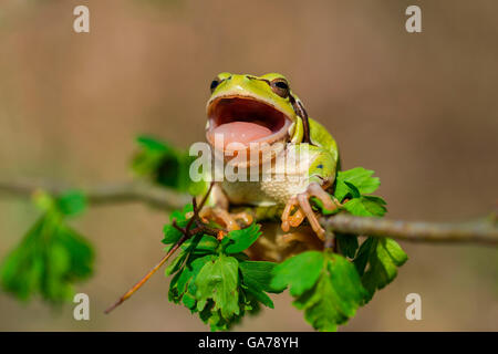 Laubfrosch europ. (Hyla arborea) Rainette commune Banque D'Images