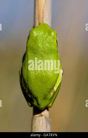 Laubfrosch europ. (Hyla arborea) Rainette commune Banque D'Images